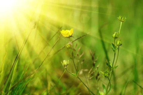 Buttercup flower Stock Illustration