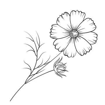 Buttercup flower isolated Stock Illustration