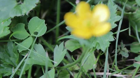 Buttercup Flower Macro Close Up Pull Focus Along Stem  Video stock 41095447