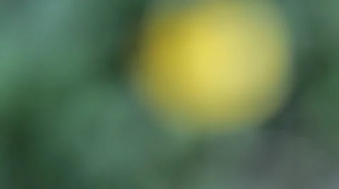 Buttercup Flower Macro Close Up Pull Focus Along Stem Stock-Footage 41113762