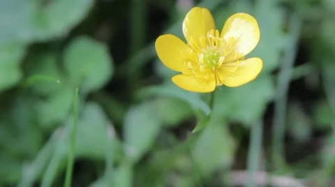 Buttercup Flower Macro Close Up Pull Focus Along Stem 2 Stock-Footage 41114202