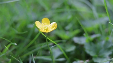 Buttercup Flower Macro Close Up in Wind  動画素材 41113724