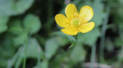 Buttercup Flower Macro Close Up in Wind with insect 動画素材 41113802