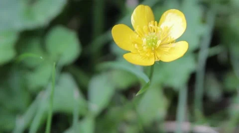 Buttercup Flower Macro Close Up in Wind with flying insect Stock-Footage 41119700