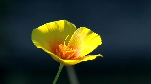 Buttercup Flower orange Stock Footage 670594