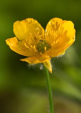 Buttercup flower Stock Photos