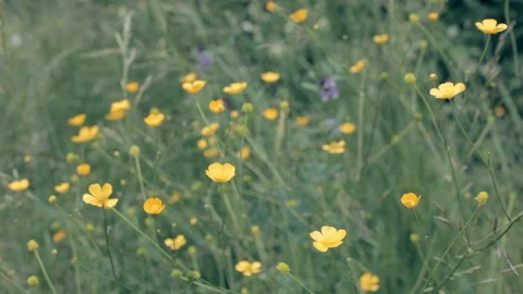 Buttercup flowers in a field Stock Footage 89394737
