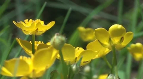 Buttercup flowers Stock Footage 7901074