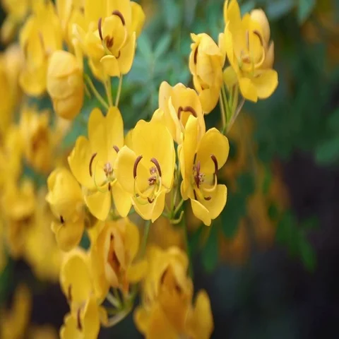 Buttercup flowers Video stock 69513678