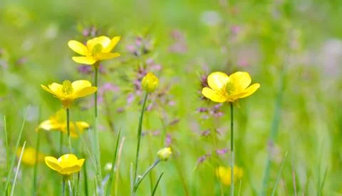 Buttercup flowers  in spring time Stock Photos