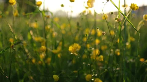 Buttercup flowers at sunset Stock Footage 244717523