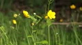 Buttercup flowers zoom woodrush beech forest HD Footage