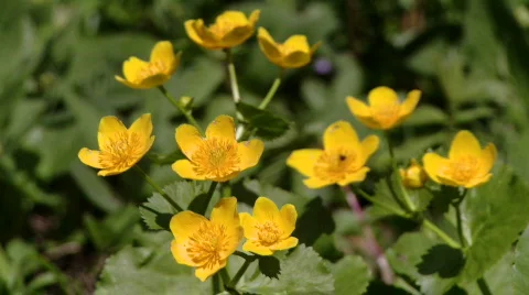 Buttercup Stock Footage 706745