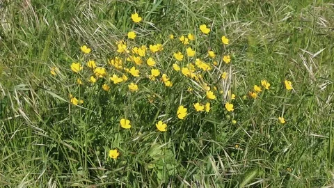 Buttercup Stock Footage 108272011