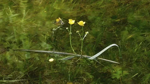 Buttercup Stock Footage 134333129