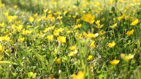 Buttercup Stock Footage 248597864