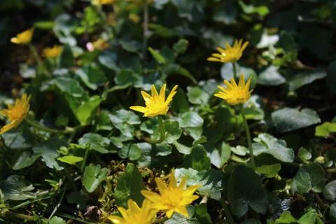 Buttercup in the garden Stock Photos