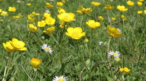 Buttercup Lawn Stock Footage 49659936
