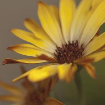 Buttercup macro Stock Photos