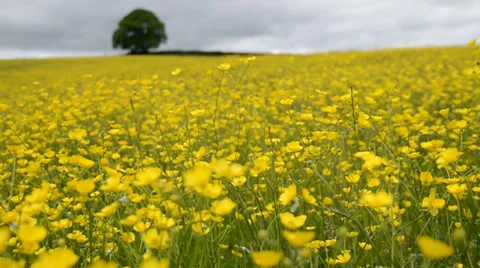 Buttercup meadow 動画素材 29481111