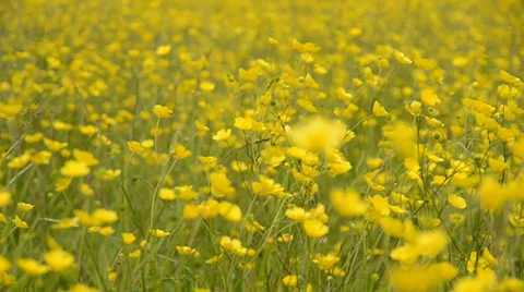 Buttercup meadow Stockbeeldmateriaal 29639462