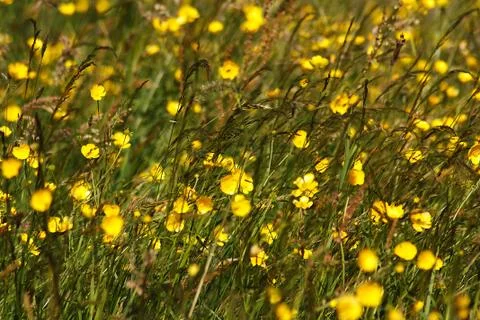 Buttercup meadow Stock Photos