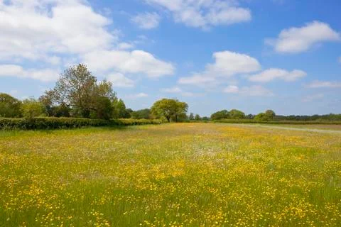 Buttercup meadow Stock Photos