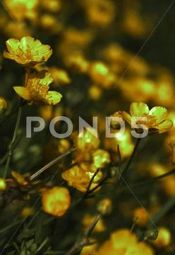 Buttercup Stock Photos
