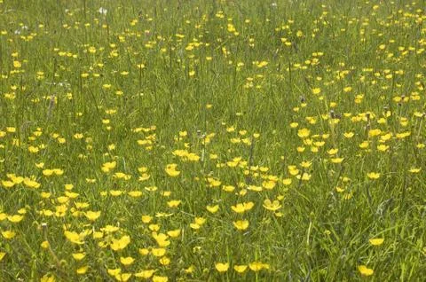Buttercup Stock Photos