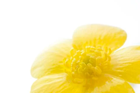 Buttercup Stock Photos