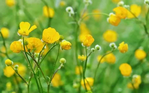 Buttercup Stock Photos
