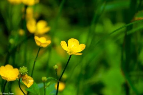 ButterCup 스톡 사진