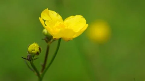 Buttercup Stock Photos