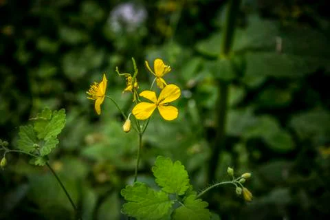 Buttercup Stock Photos