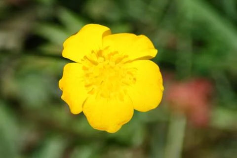 Buttercup Stock Photos