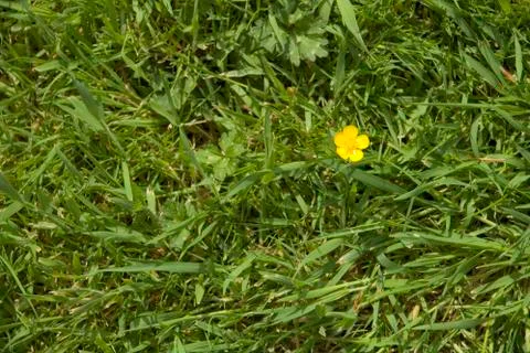 Buttercup Stock Photos