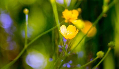 Buttercup Foto stock