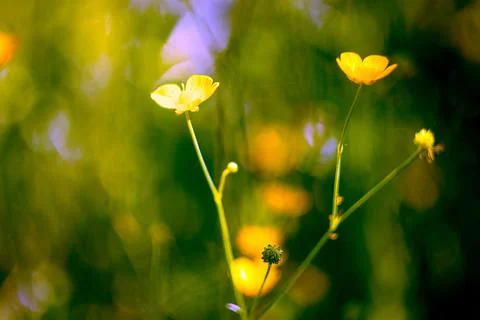 Buttercup Foto stock