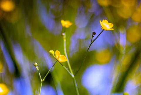 Buttercup Stock Photos
