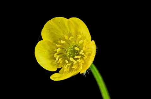 Buttercup Stock-Fotos