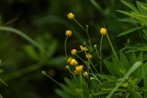 A buttercup in the sun on the meadow Stock Photos