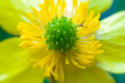 Buttercup - super macro Фото