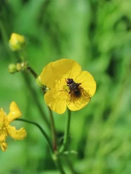 Buttercup Visitor Stock Photos