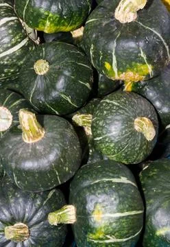 Buttercup winter squash on display Stock Photos
