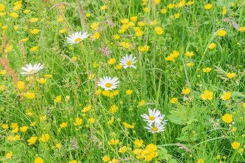 Buttercups and daisies Stock Photos