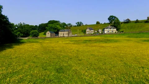 Buttercups in Bowland 動画素材 243460911