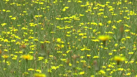 Buttercups In A Breeze Stock Footage 157691635
