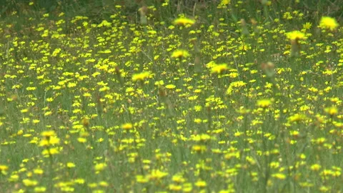 Buttercups In A Breeze Stock Footage 157723192
