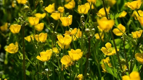Buttercups close up Stock Footage 110833117
