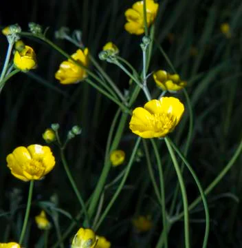 Buttercups Close Up Stock Photos